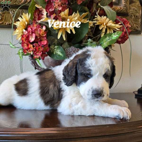 Venice, Saint Berdoodle Puppy